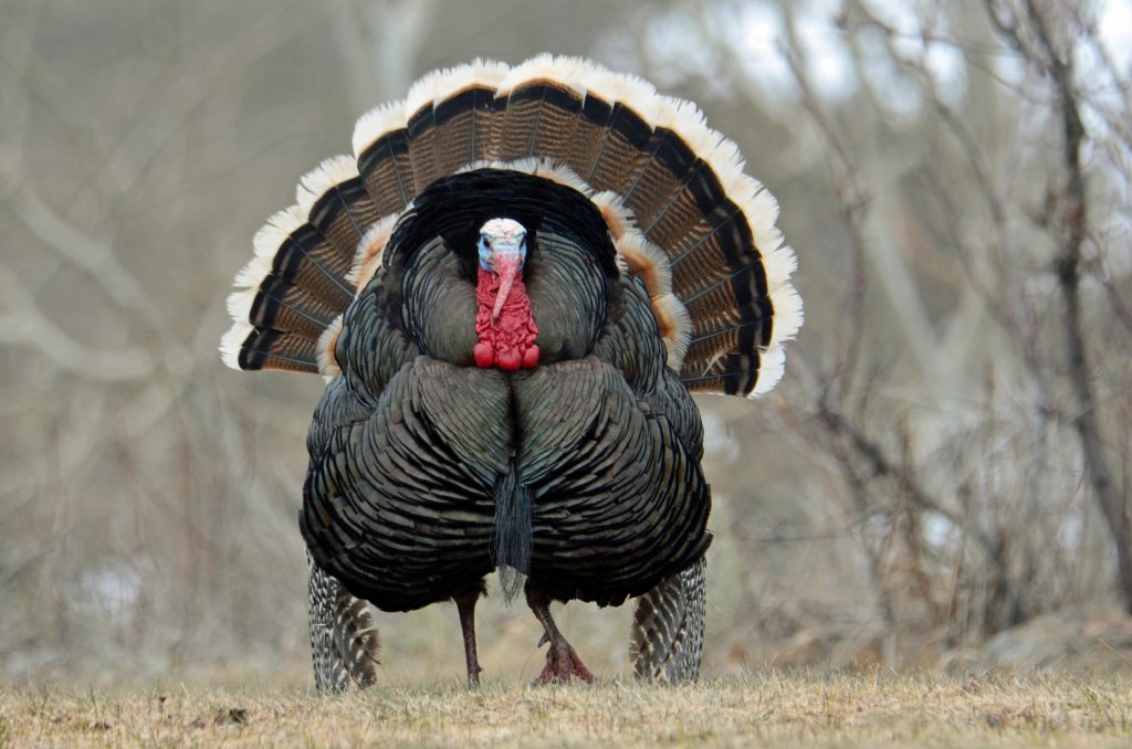 A merriams wild turkey strutting.