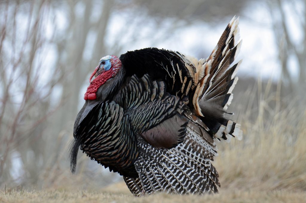 A merriams wild turkey strutting.
