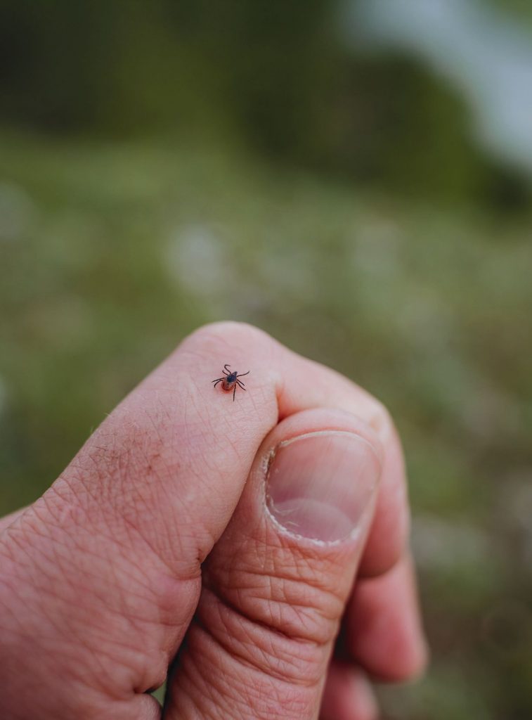 a close up of a tick on a hand.