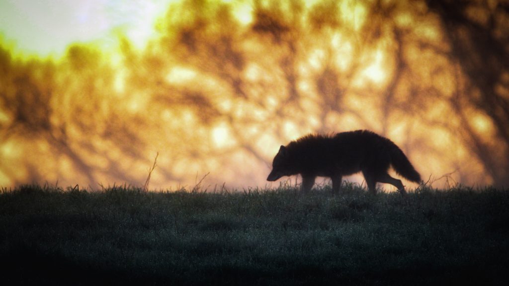 A coyote moves across the grassland as the sun rises. 