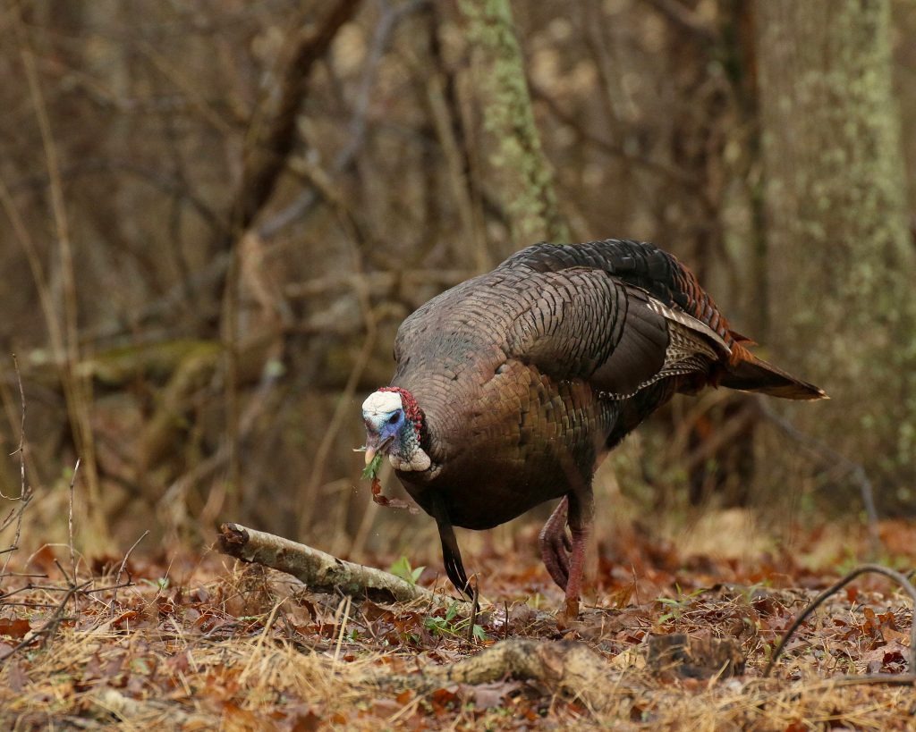 A longbeard wild turkey foraging through the woods.