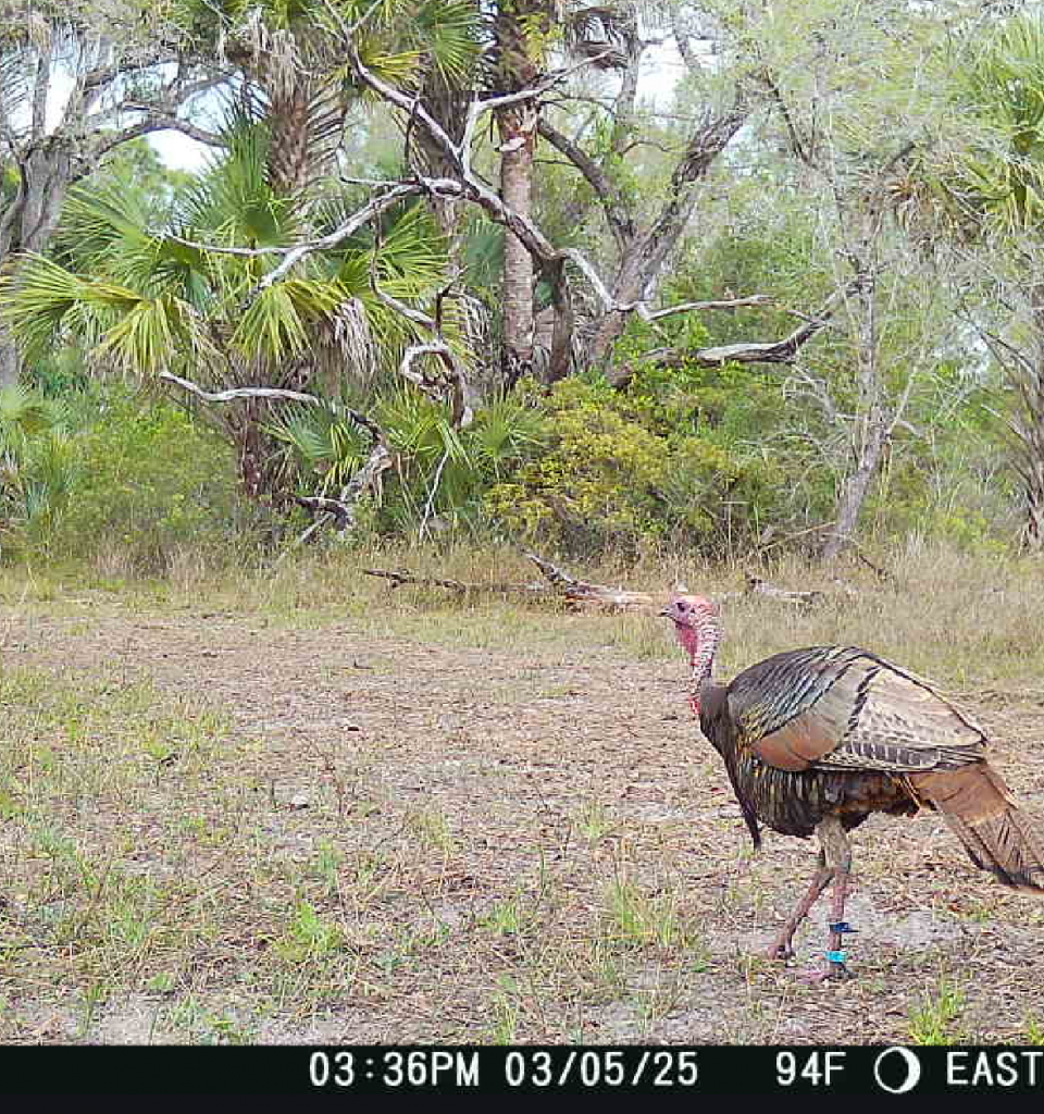 Justin's trailcam image