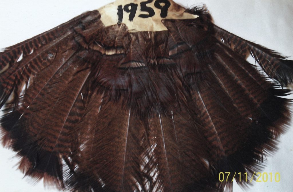 Tail from a turkey taken in the woods near Springer Mountain, 1959