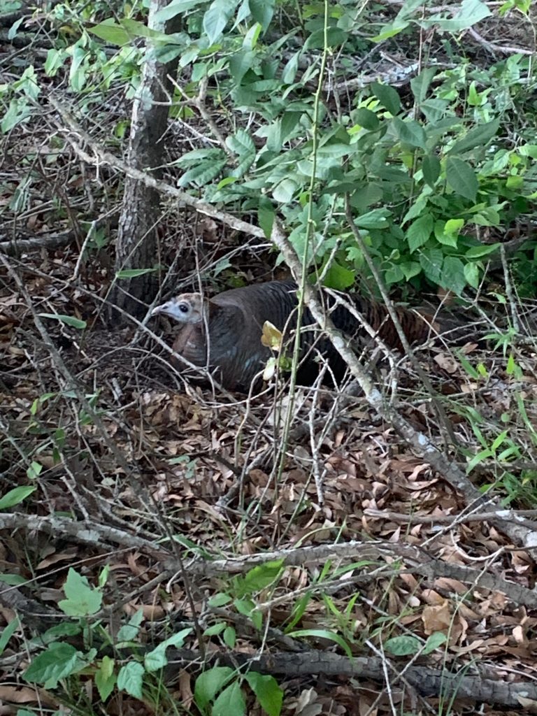 A hen nesting in cover