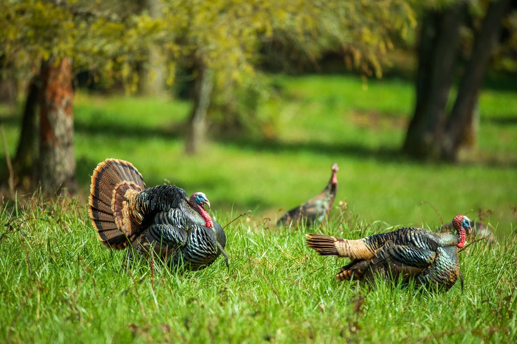 Three turkeys in a grassy field.