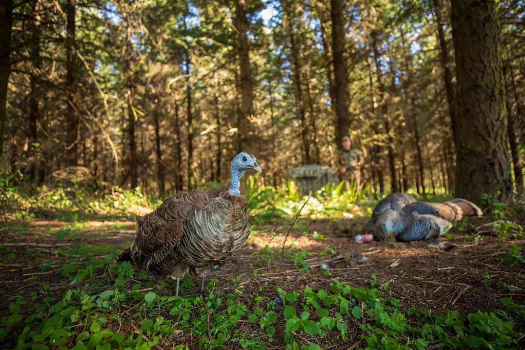 A turkey decoy in the big woods.