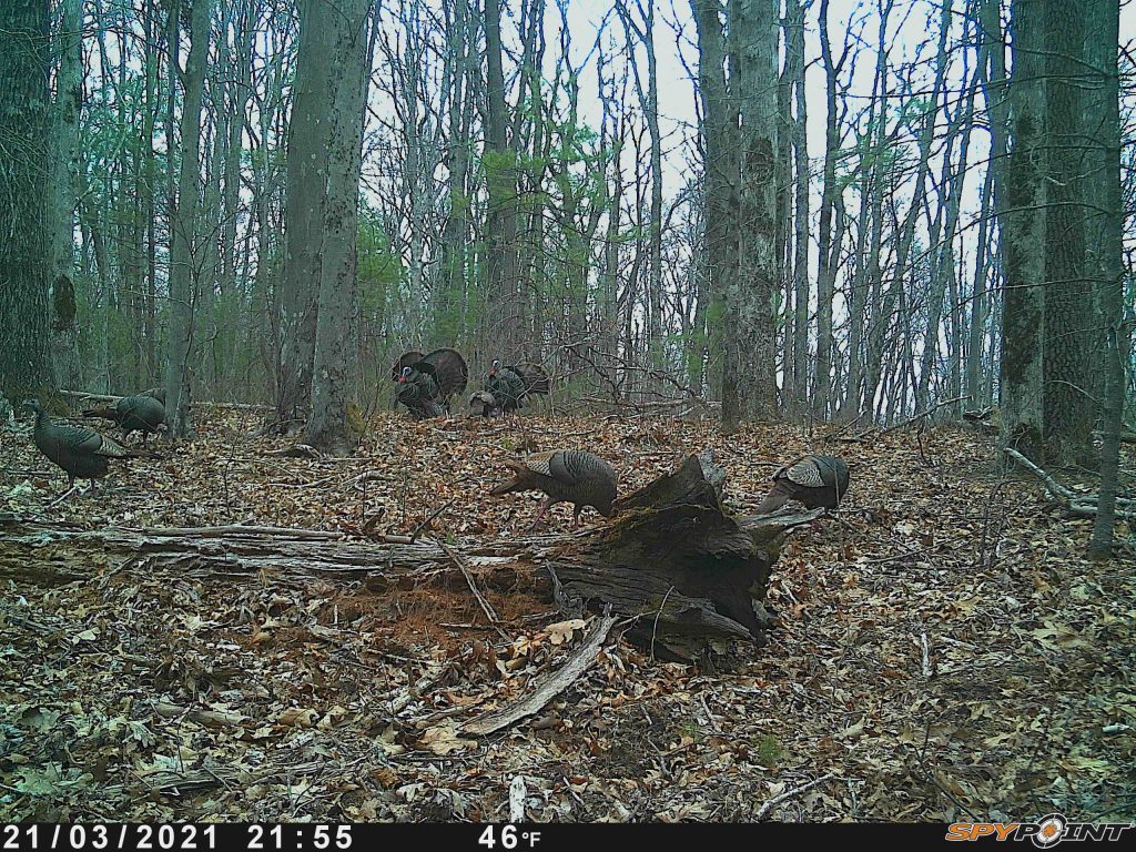 Blue Ridge Mountain Wild Turkeys.