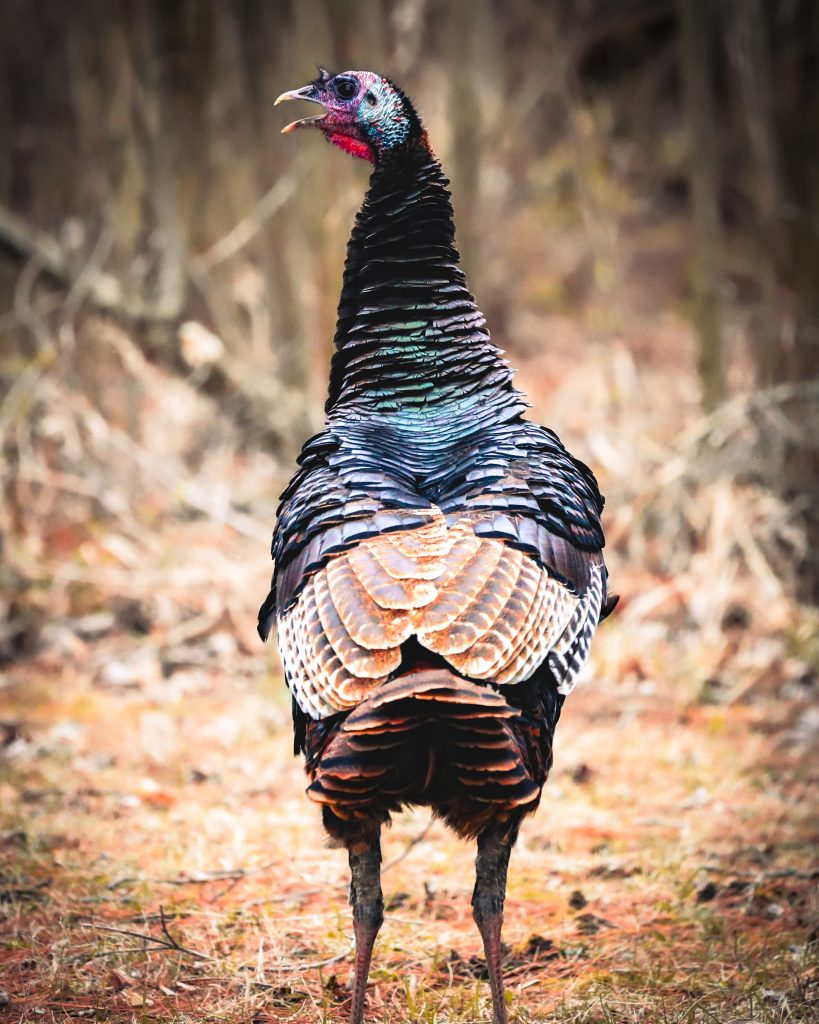 A hen vocalizes. 