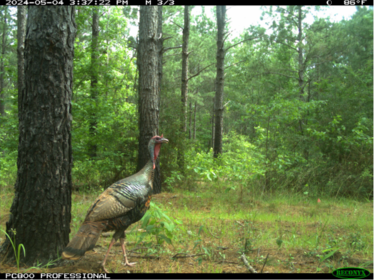 Camera trap image of the adult male eastern wild turkey