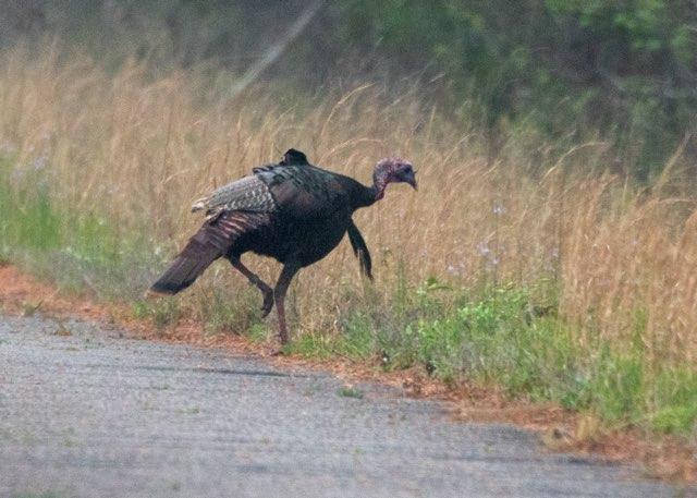 Wild turkey with research attachment attached to him.