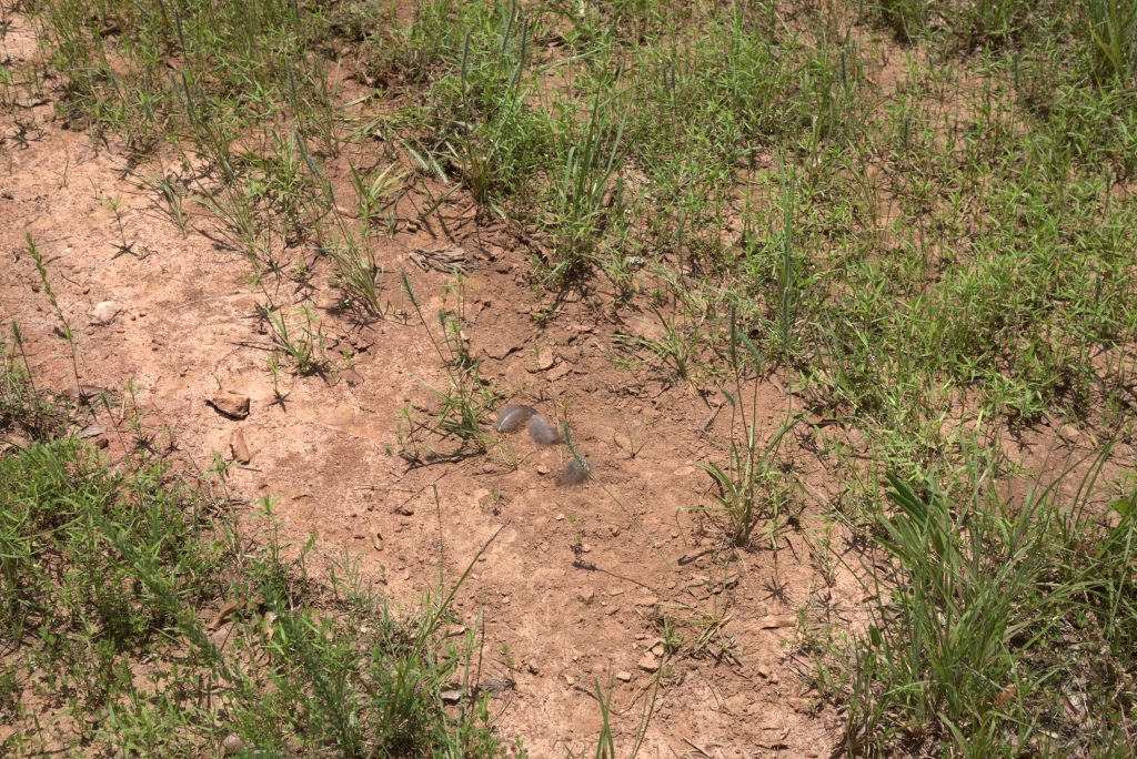 A wild turkey dust bath within the NWTF-NCFS project site.