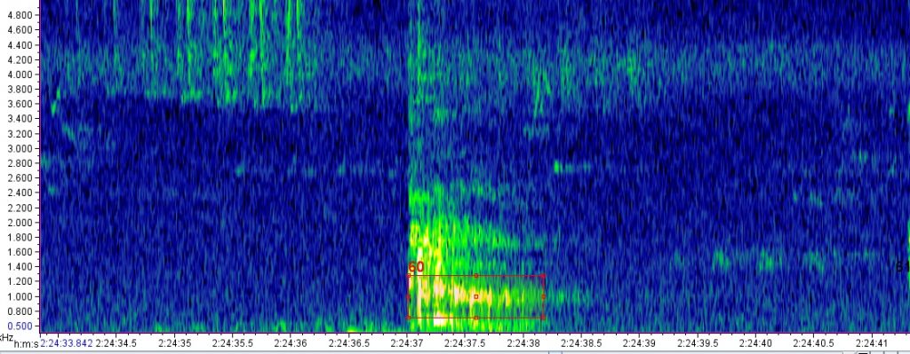 A graphic illustrating gobbling acoustics
