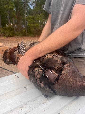 Turkey with a telemetry backpack on.