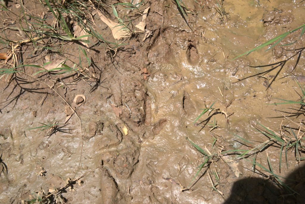 Turkey tracks within the NWTF-NCFS project site.