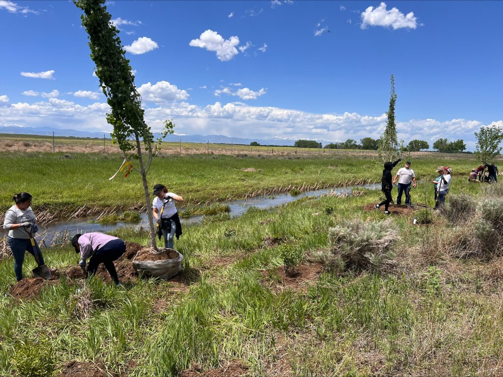 Partners work to plant trees near waterways