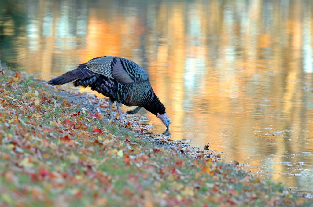 A turkey drinking out of a waterway. 