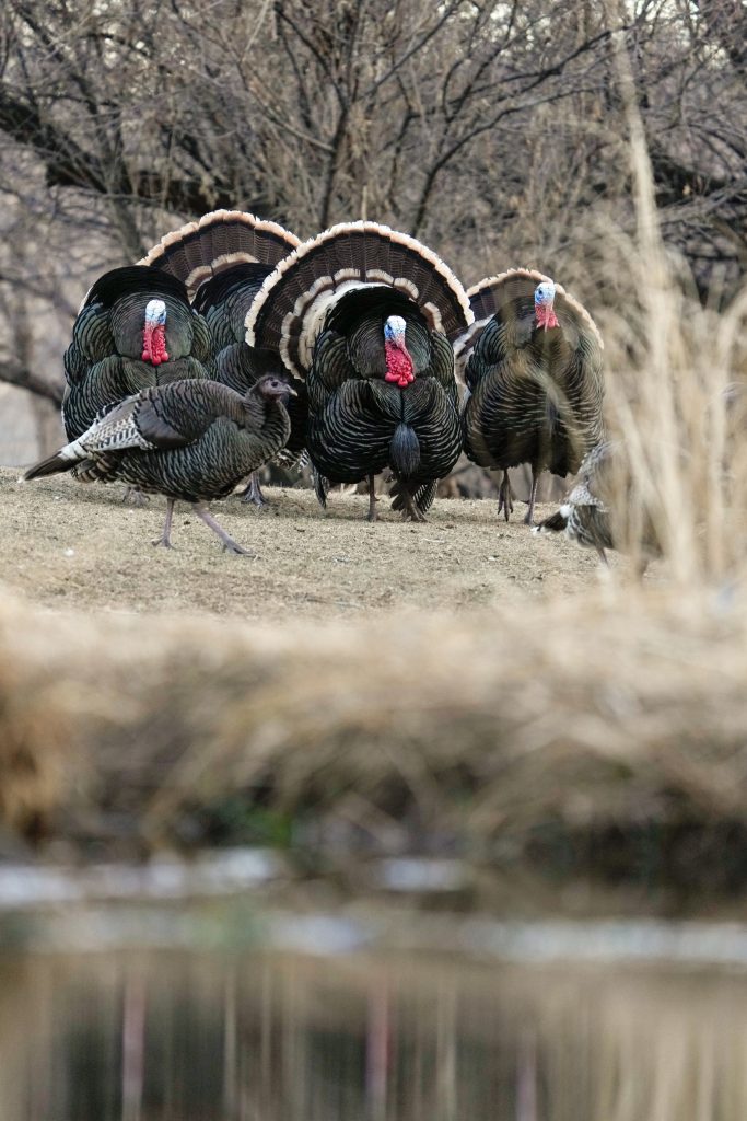Strutting toms and a hen approach a water source.