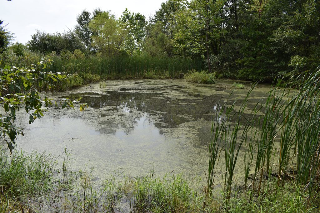A pond. 