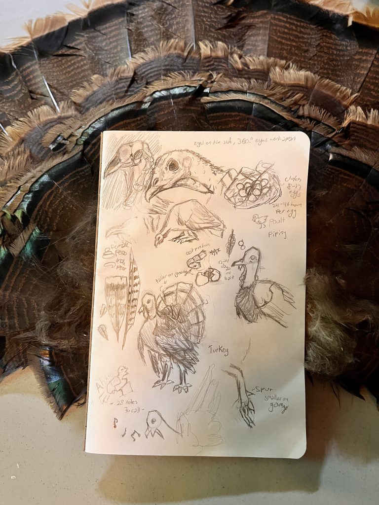 A sheet of sketches from the student