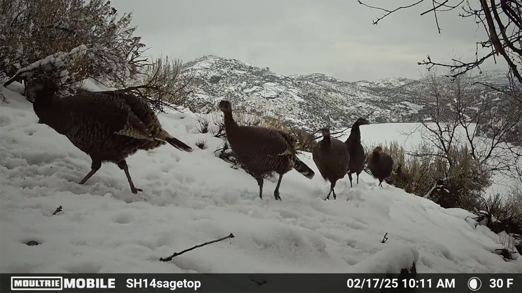 trail cam photo of a flock of turkeys.