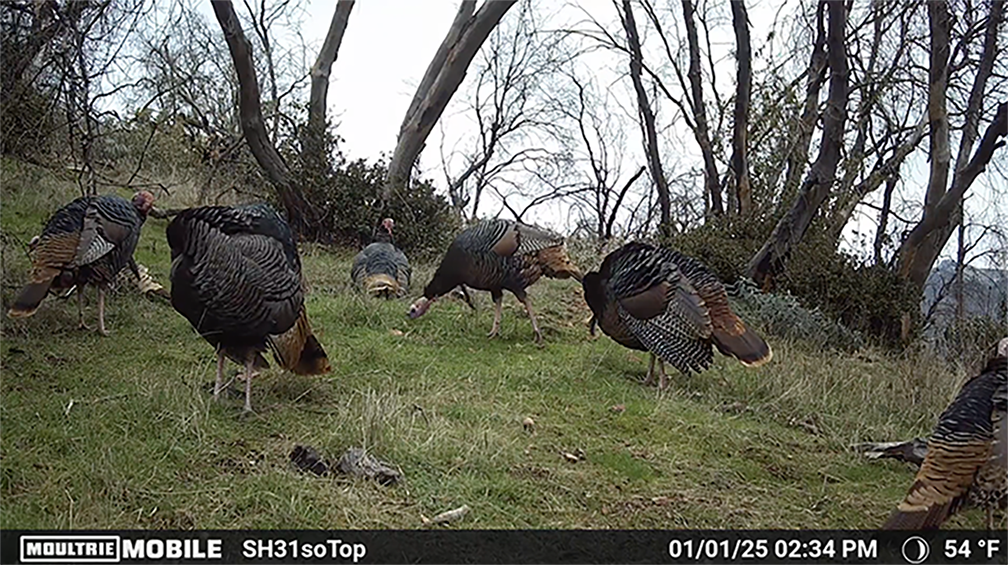Trail cam photo of a flock of turkeys.