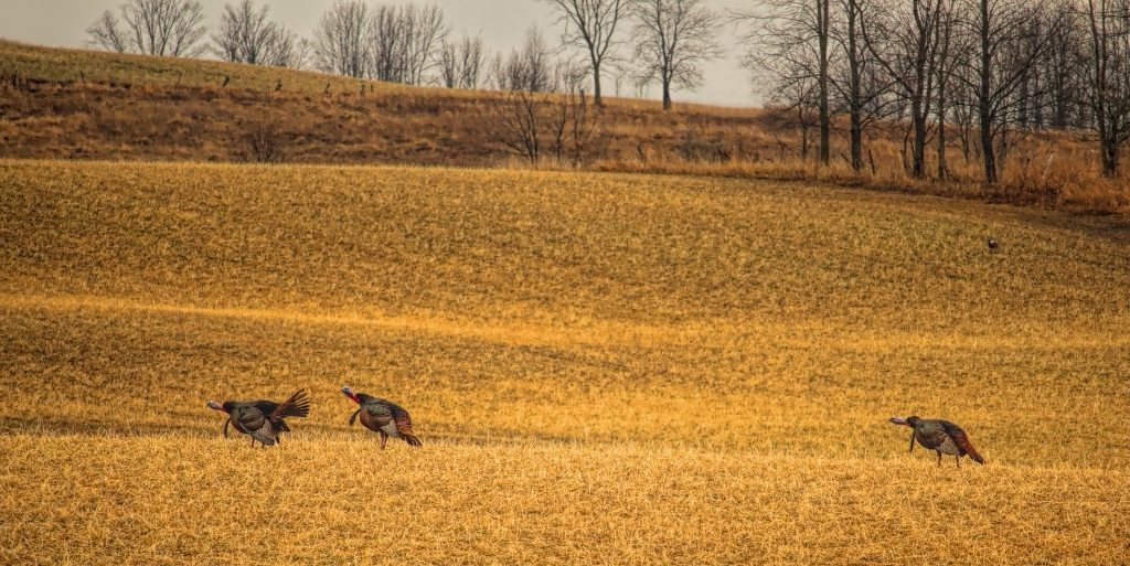 Turkeys gobble in the distance. 