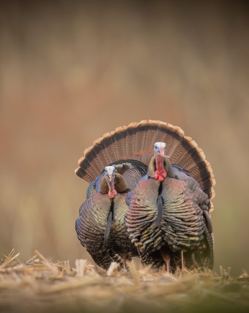 Two male wild turkeys, one strutting. 