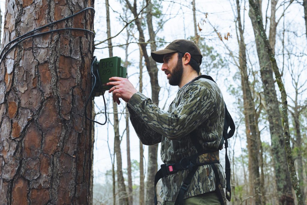 WIld turkey research hangs up an acoustic recorder on a pine tree.