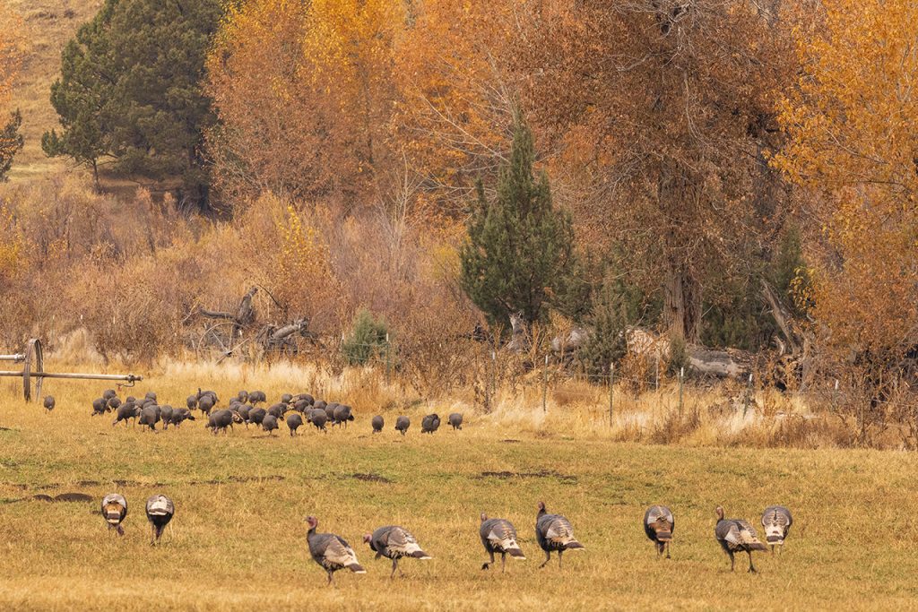 A large flock of wild turkeys.