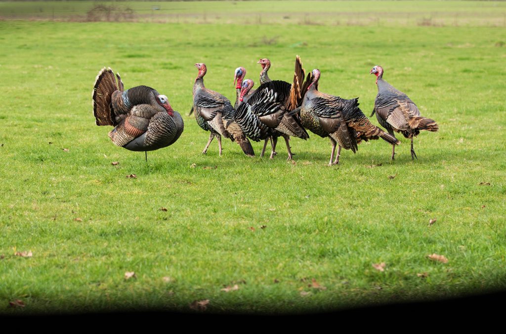 A flock of turkeys