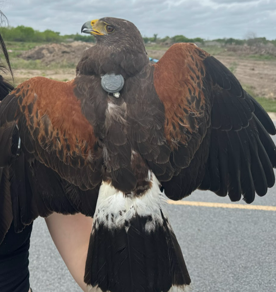 Harris Hawk w/ Airtag tracker