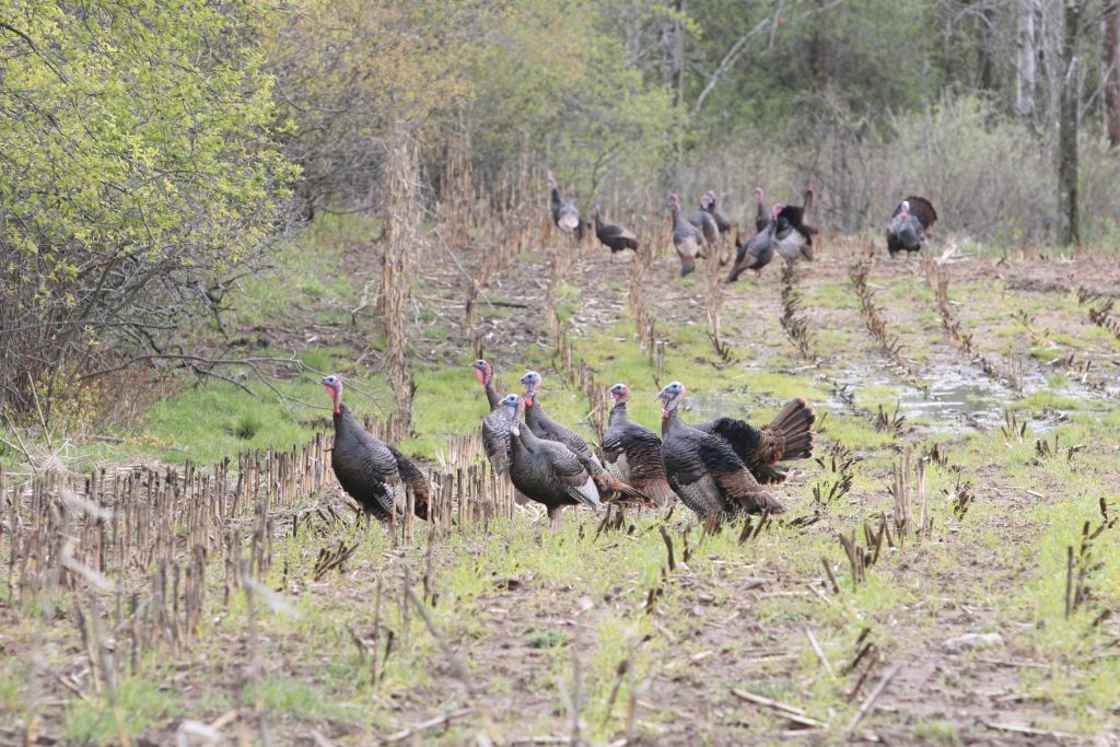 Wild turkeys in a planted field. 