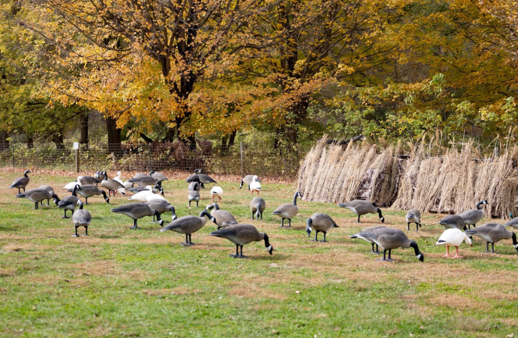 Goose decoy set up.