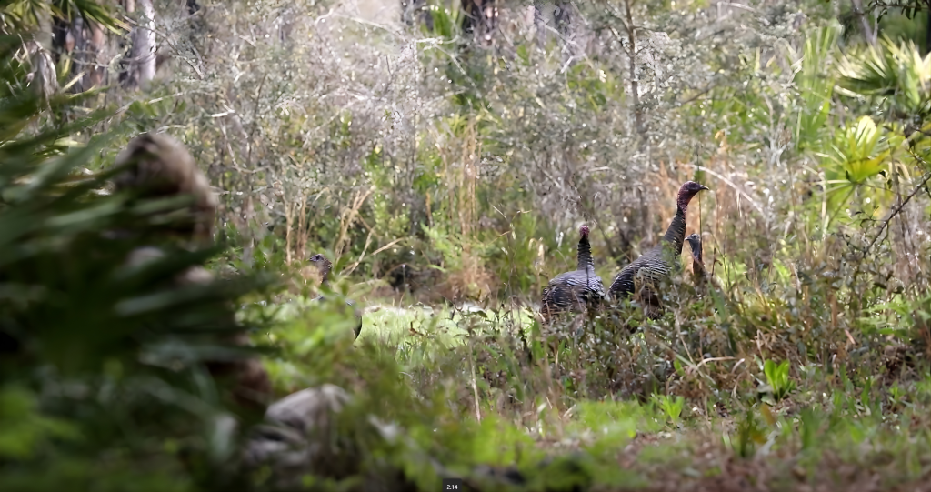 four turkeys in a lane through the palmettos and a hunter hidden on the left side