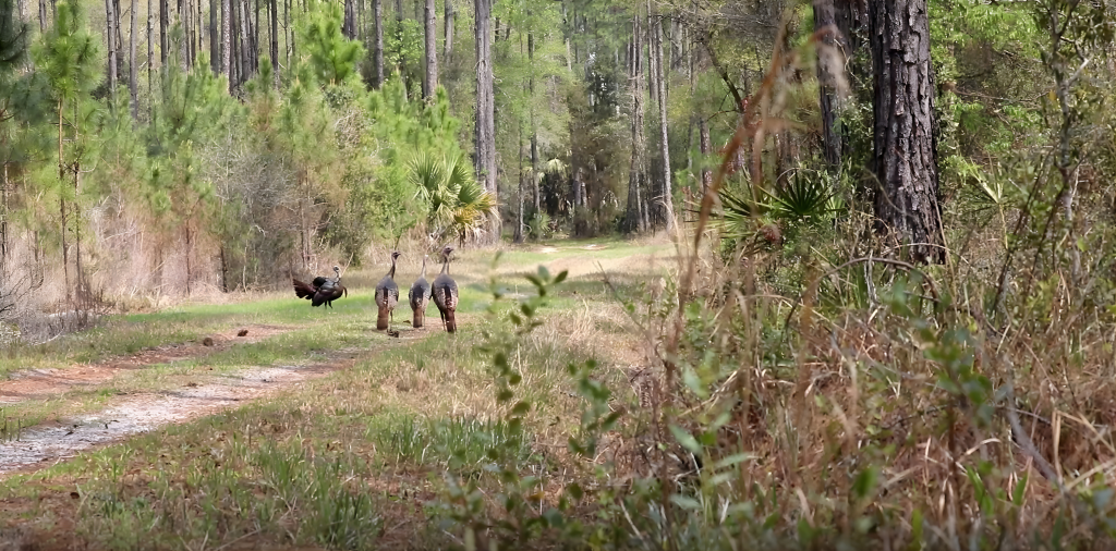 three jakes and a strutter in a road bed
