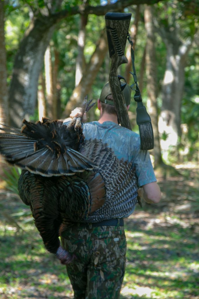 Hunter carries wild turkey out of woods.