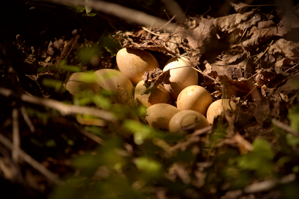 Wild turkey nest full of eggs. 
