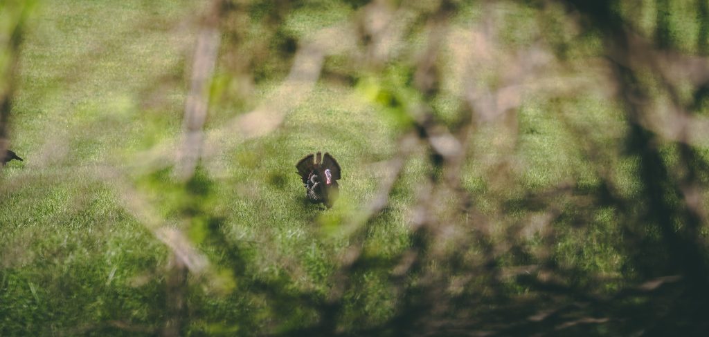 A distant gobbler making his way closer.