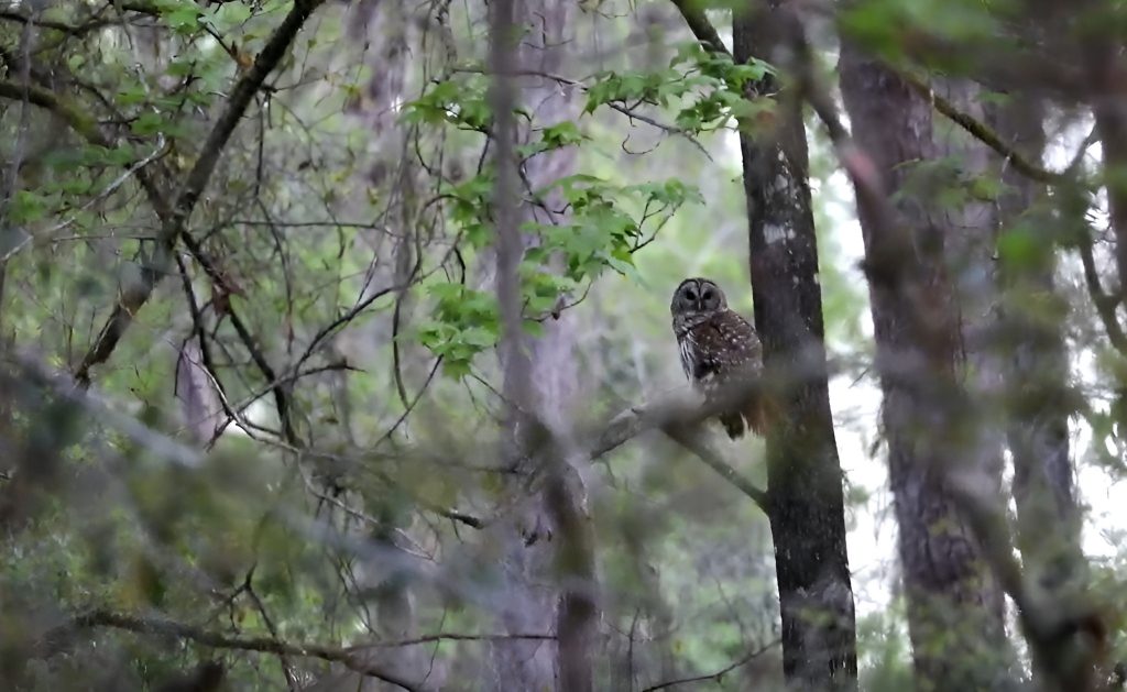 barred owl perched on a limb